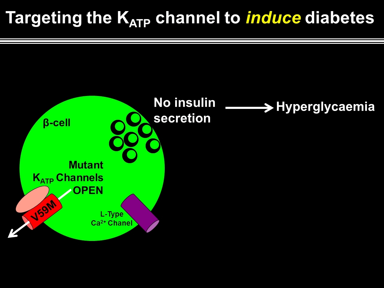 Reversible Changes In Pancreatic Islet Structure And Function Produced By Elevated Blood Glucose Virtual Meeting Easd